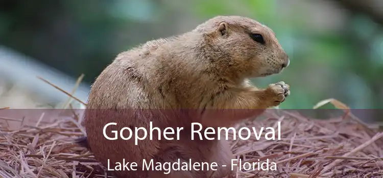 Gopher Removal Lake Magdalene - Florida