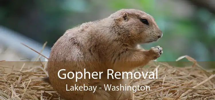 Gopher Removal Lakebay - Washington