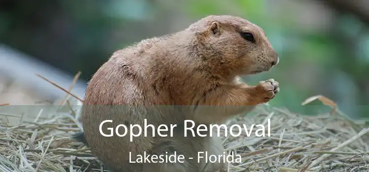 Gopher Removal Lakeside - Florida