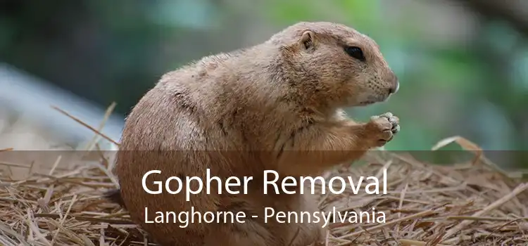 Gopher Removal Langhorne - Pennsylvania