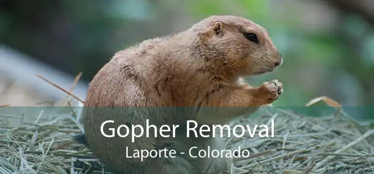 Gopher Removal Laporte - Colorado
