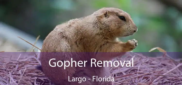 Gopher Removal Largo - Florida