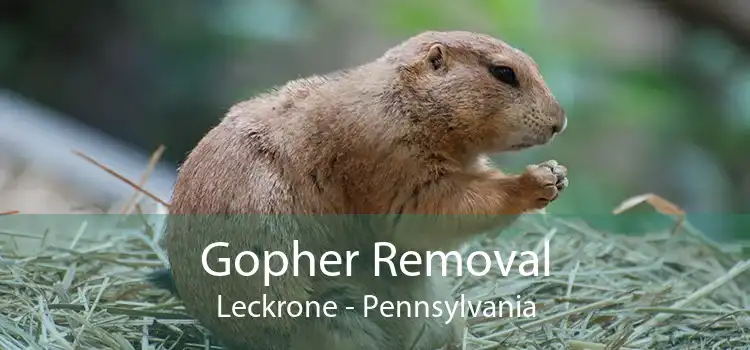 Gopher Removal Leckrone - Pennsylvania