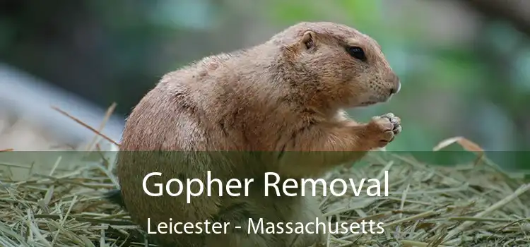 Gopher Removal Leicester - Massachusetts