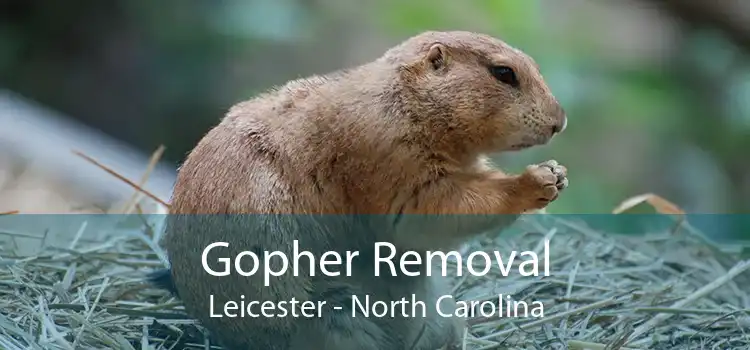 Gopher Removal Leicester - North Carolina