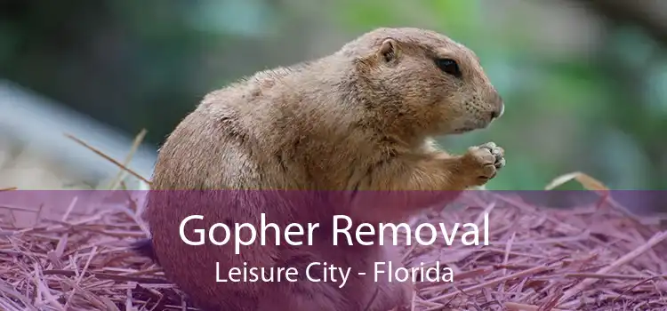 Gopher Removal Leisure City - Florida