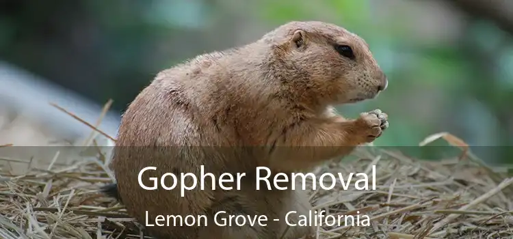 Gopher Removal Lemon Grove - California