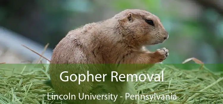 Gopher Removal Lincoln University - Pennsylvania