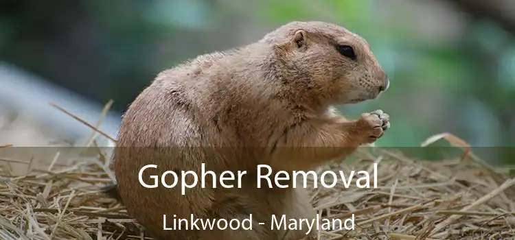 Gopher Removal Linkwood - Maryland