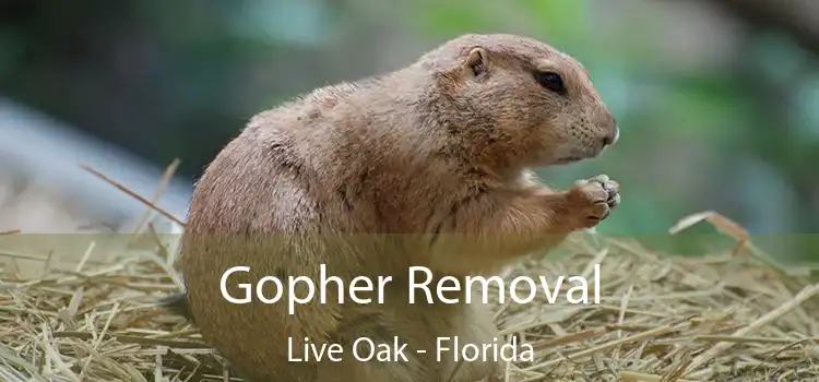 Gopher Removal Live Oak - Florida