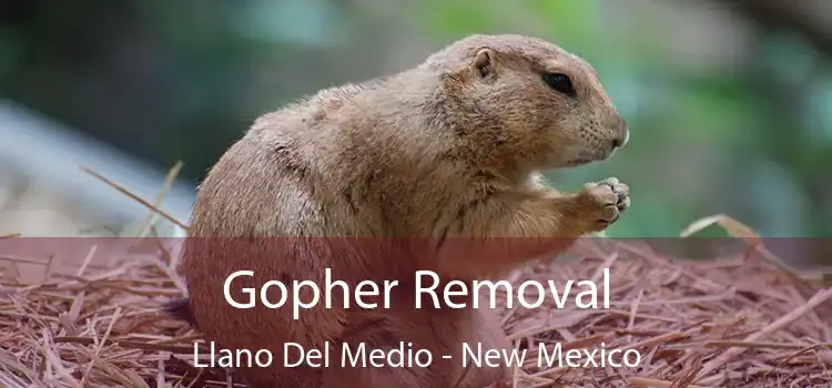 Gopher Removal Llano Del Medio - New Mexico