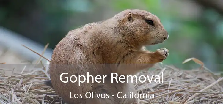 Gopher Removal Los Olivos - California