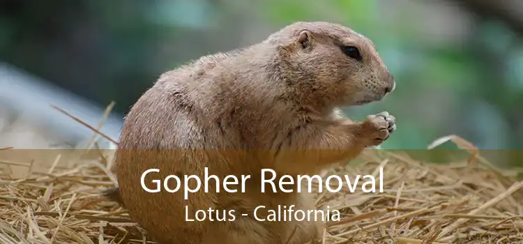 Gopher Removal Lotus - California