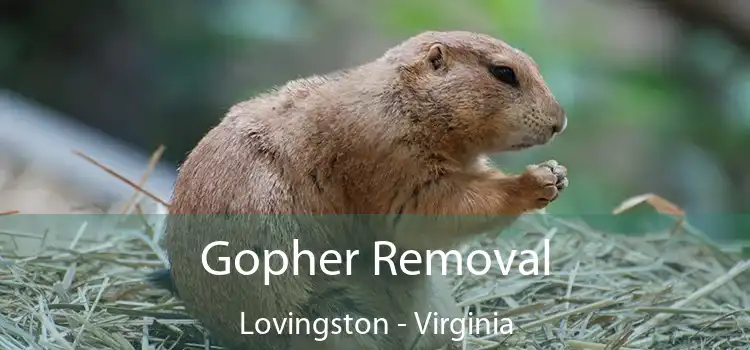 Gopher Removal Lovingston - Virginia