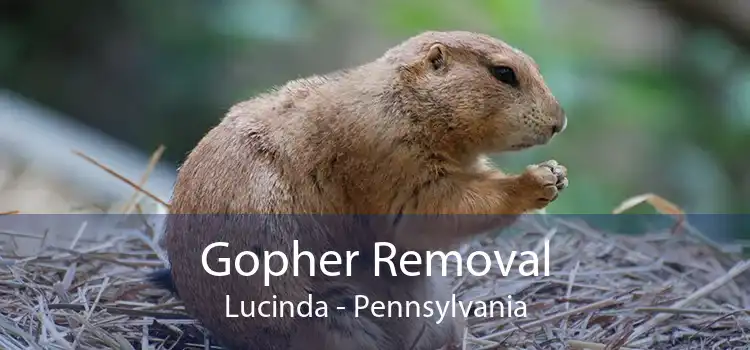 Gopher Removal Lucinda - Pennsylvania