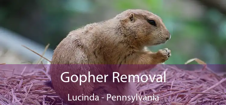 Gopher Removal Lucinda - Pennsylvania