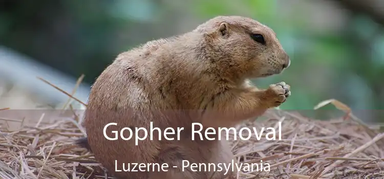 Gopher Removal Luzerne - Pennsylvania