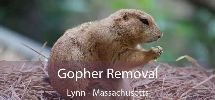 Gopher Removal Lynn - Massachusetts