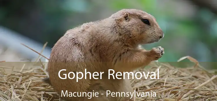 Gopher Removal Macungie - Pennsylvania