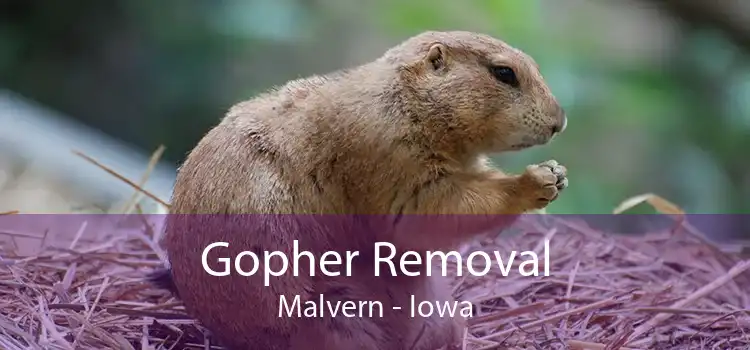 Gopher Removal Malvern - Iowa