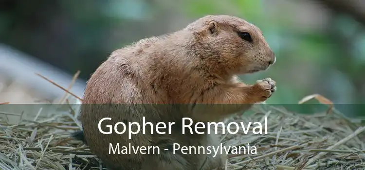 Gopher Removal Malvern - Pennsylvania