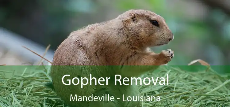 Gopher Removal Mandeville - Louisiana