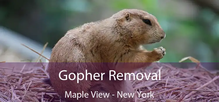 Gopher Removal Maple View - New York