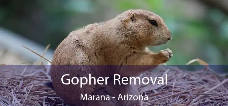 Gopher Removal Marana - Arizona