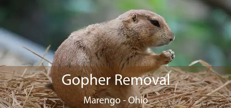 Gopher Removal Marengo - Ohio