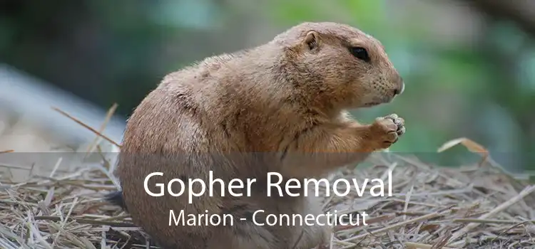 Gopher Removal Marion - Connecticut