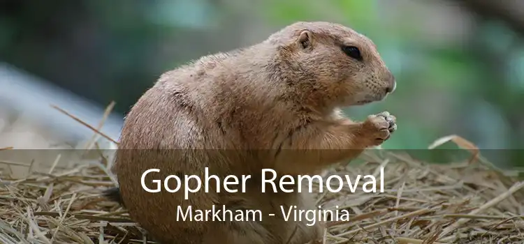 Gopher Removal Markham - Virginia