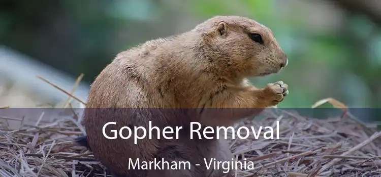 Gopher Removal Markham - Virginia