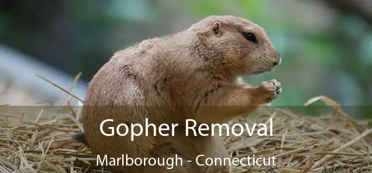 Gopher Removal Marlborough - Connecticut