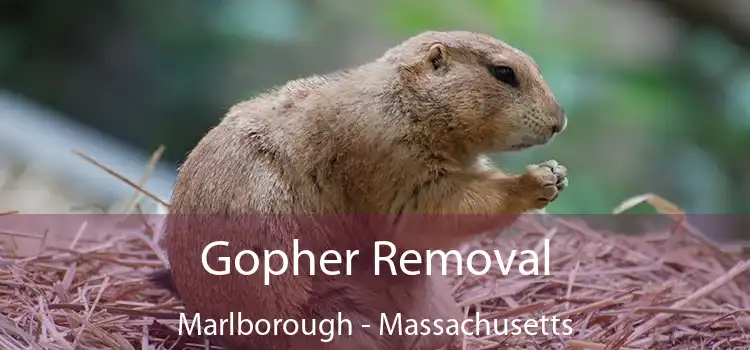 Gopher Removal Marlborough - Massachusetts