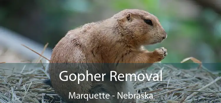 Gopher Removal Marquette - Nebraska