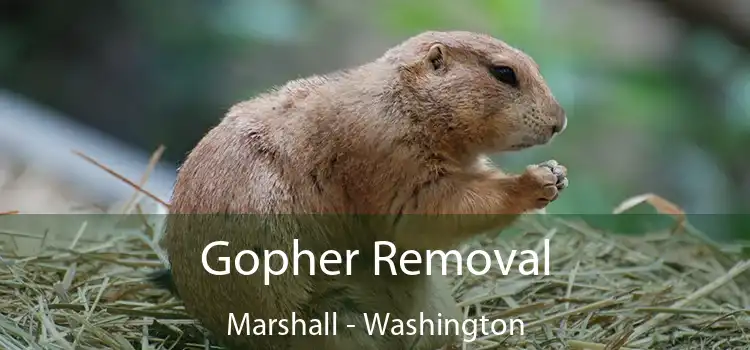 Gopher Removal Marshall - Washington