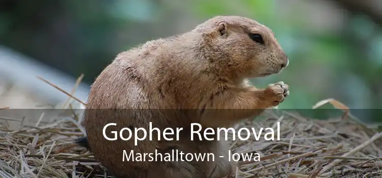 Gopher Removal Marshalltown - Iowa