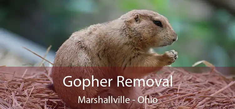 Gopher Removal Marshallville - Ohio