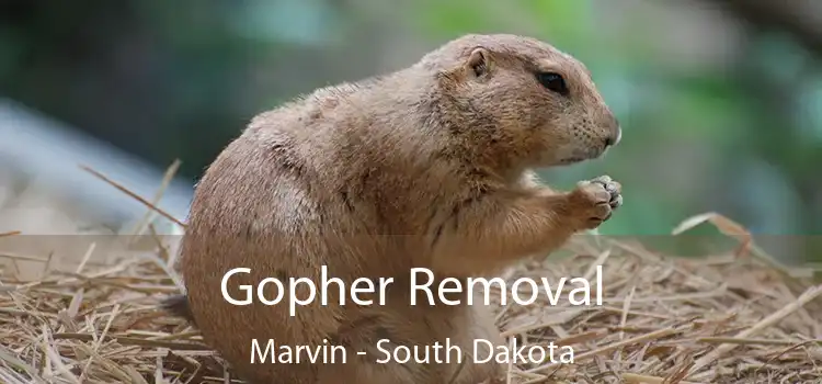 Gopher Removal Marvin - South Dakota