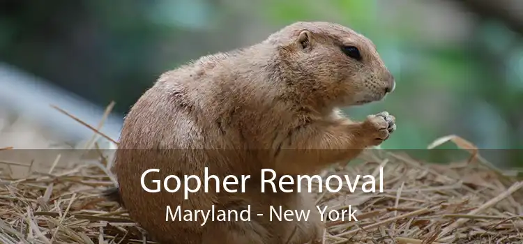 Gopher Removal Maryland - New York