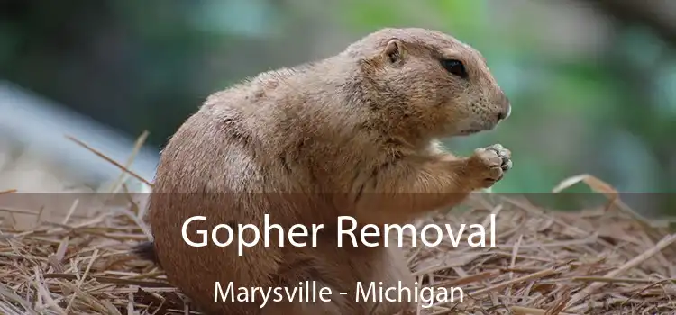 Gopher Removal Marysville - Michigan