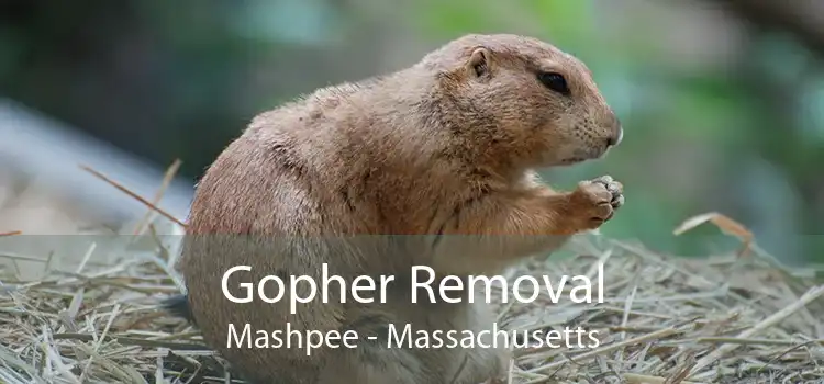 Gopher Removal Mashpee - Massachusetts