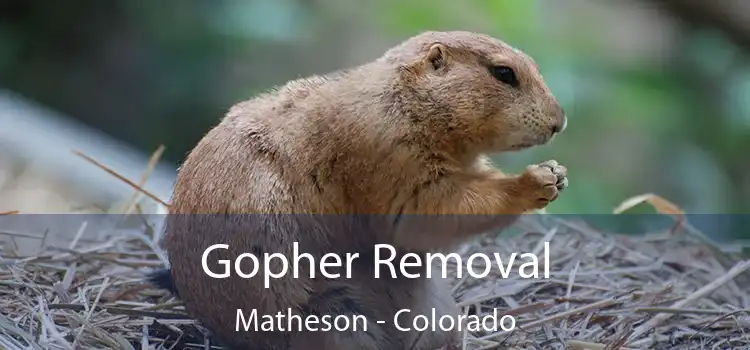 Gopher Removal Matheson - Colorado