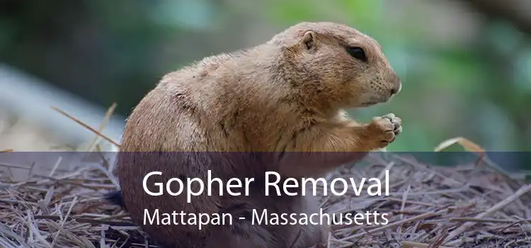 Gopher Removal Mattapan - Massachusetts
