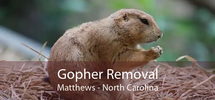 Gopher Removal Matthews - North Carolina