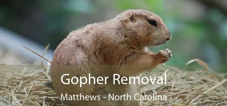 Gopher Removal Matthews - North Carolina