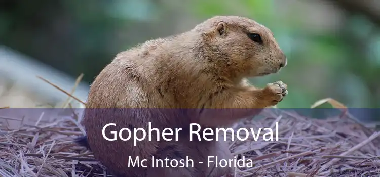 Gopher Removal Mc Intosh - Florida