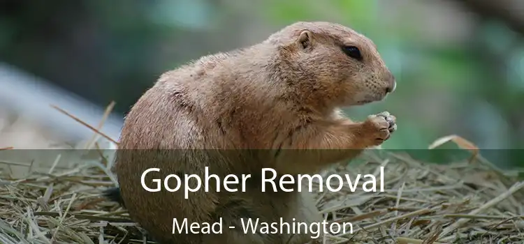 Gopher Removal Mead - Washington