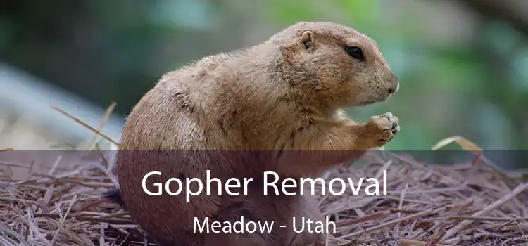 Gopher Removal Meadow - Utah