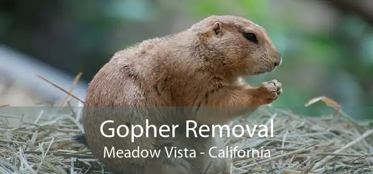Gopher Removal Meadow Vista - California